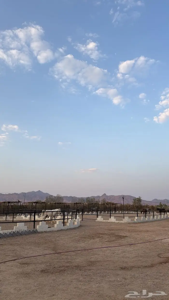 مربط ومخيمات الاكحل للخيل العربيه الاصيله 4