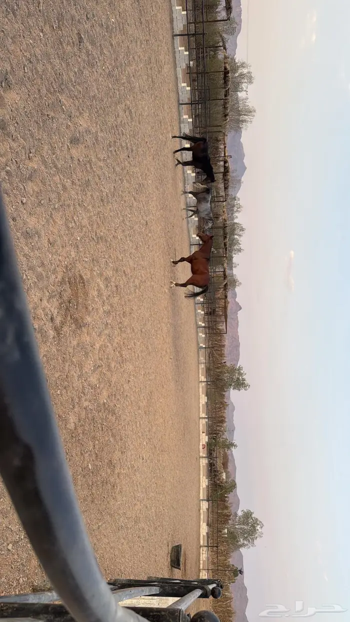 مربط ومخيمات الاكحل للخيل العربيه الاصيله 8