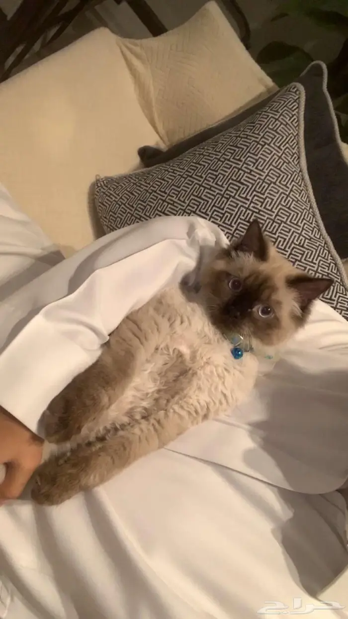 قط  همالايا سيامي 0