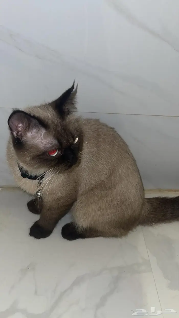 للبيع بسة هملايا 3