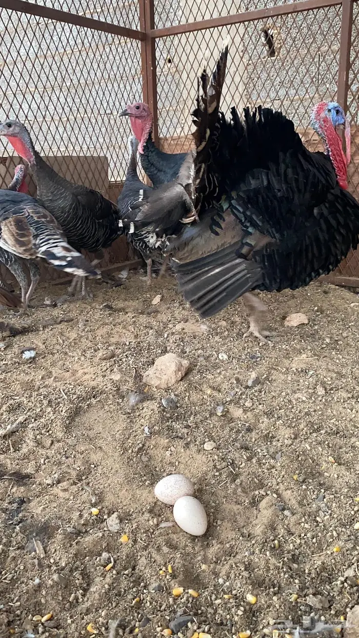 رومي فاخر عمر حول السنه 0