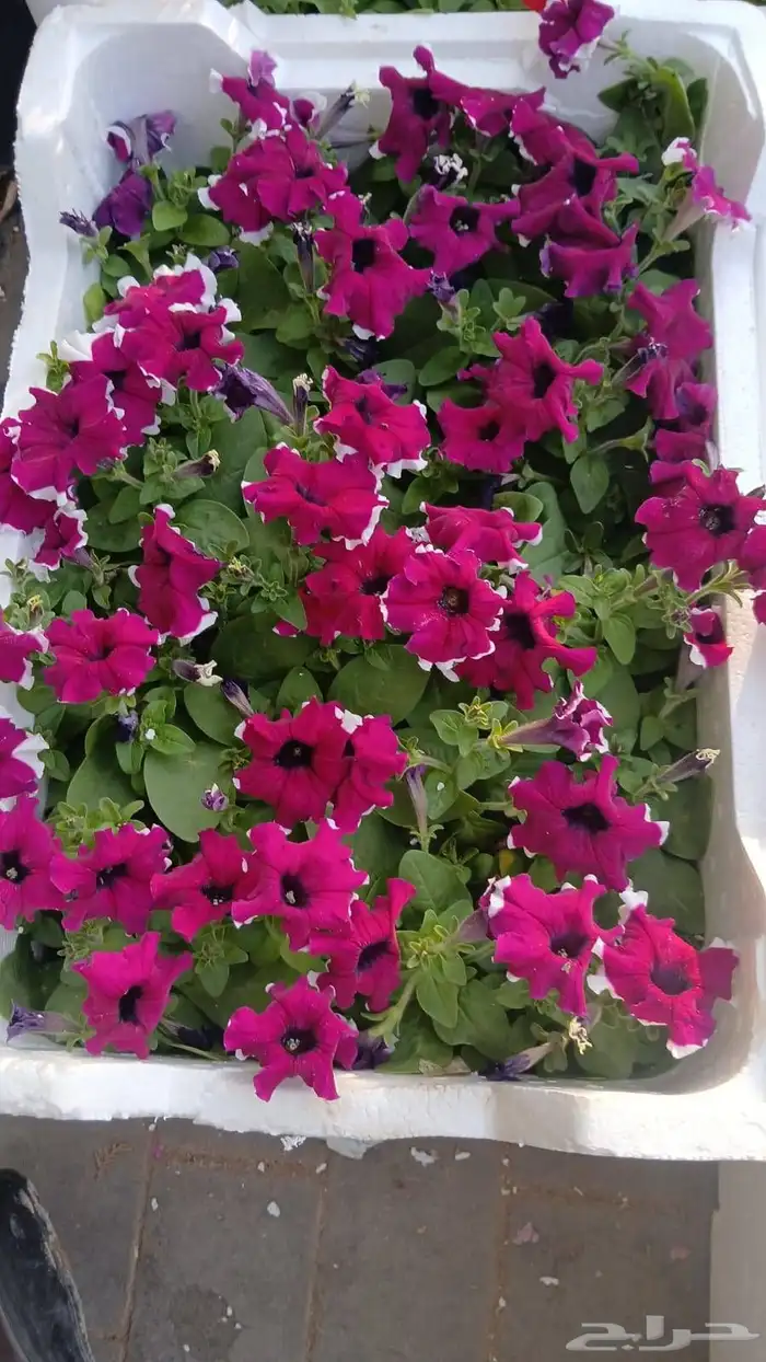 تنسيق حدائق وزراعه التيل وتركيب شبكة الري 5