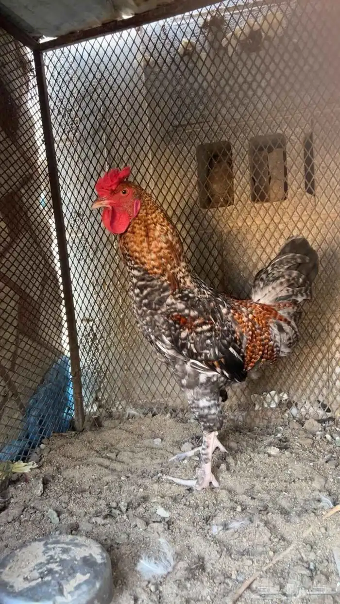 للبيع حمام انواع 3