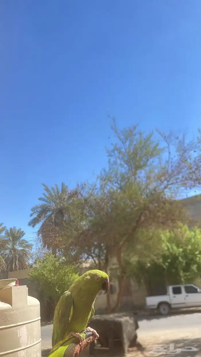 بغباء 0