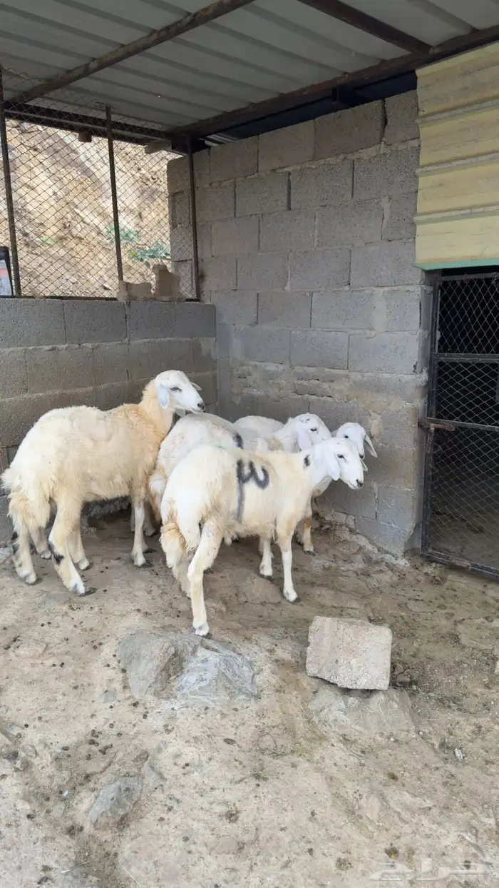طليان حريه جمله وتفريد يوجد خدمة الذلح والتوصيل 2