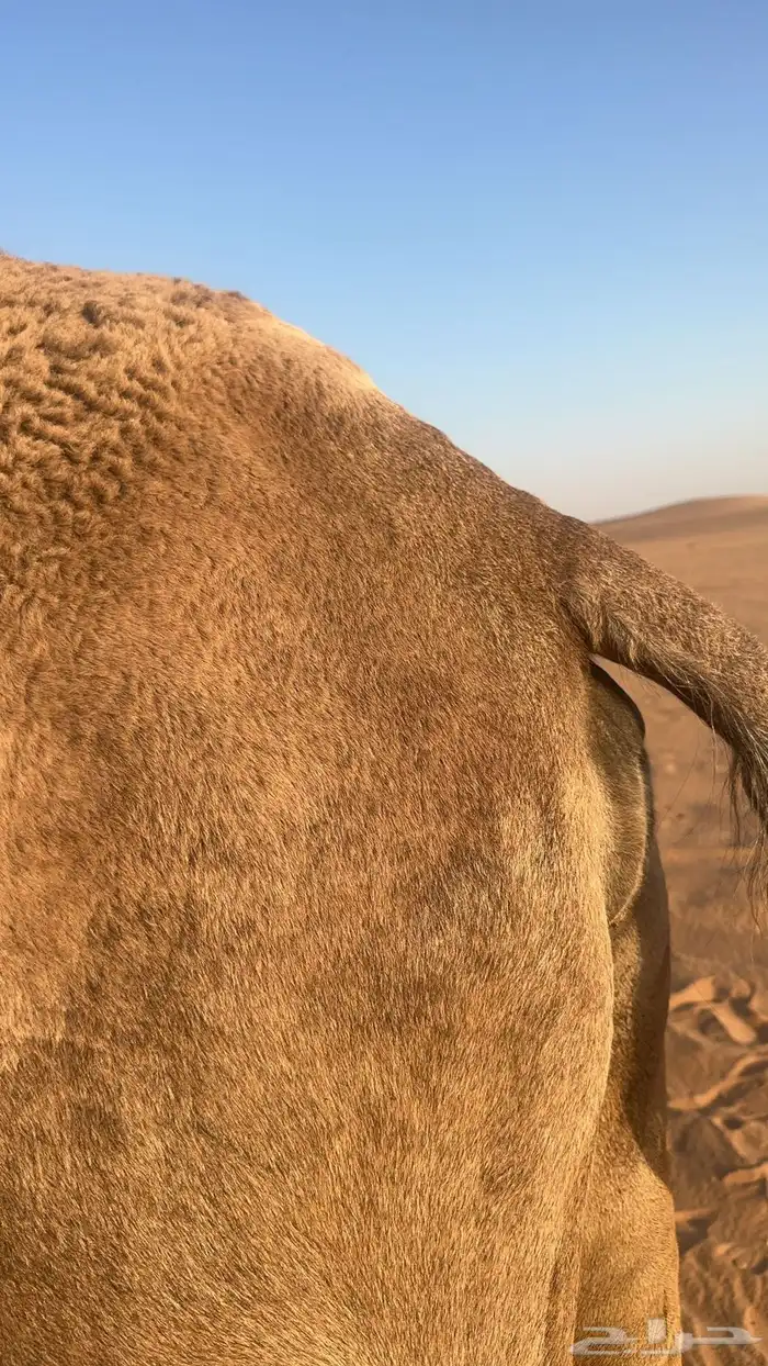البيع لقحه حمراء كفو ملاقي ولقحه على ولد الحاكم منتج 4