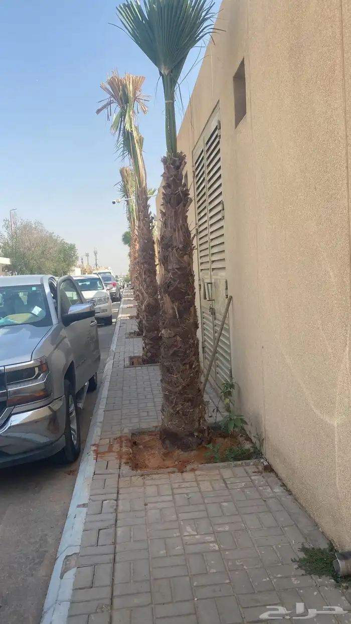 نخيل واشنطن للبيع بجميع انواع المقاسات لتواصل 7