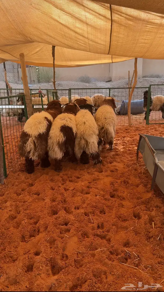 ذبائح نعيم فاخرة 1
