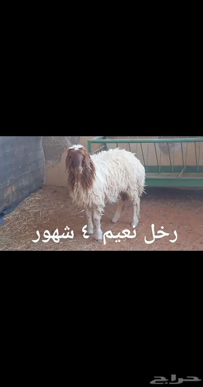 ذبايح .. ثلاجه.. متوفر تمارا 8