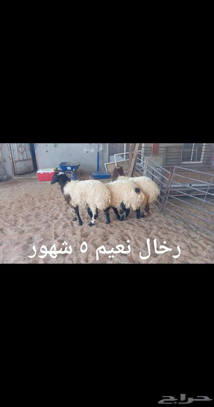 ذبايح .. ثلاجه.. متوفر تمارا 3