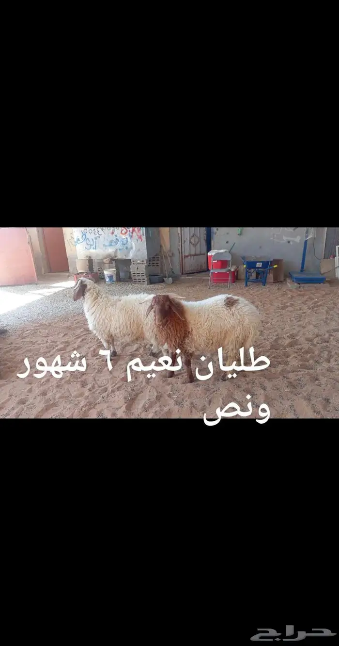 ذبايح .. ثلاجه.. متوفر تمارا 4