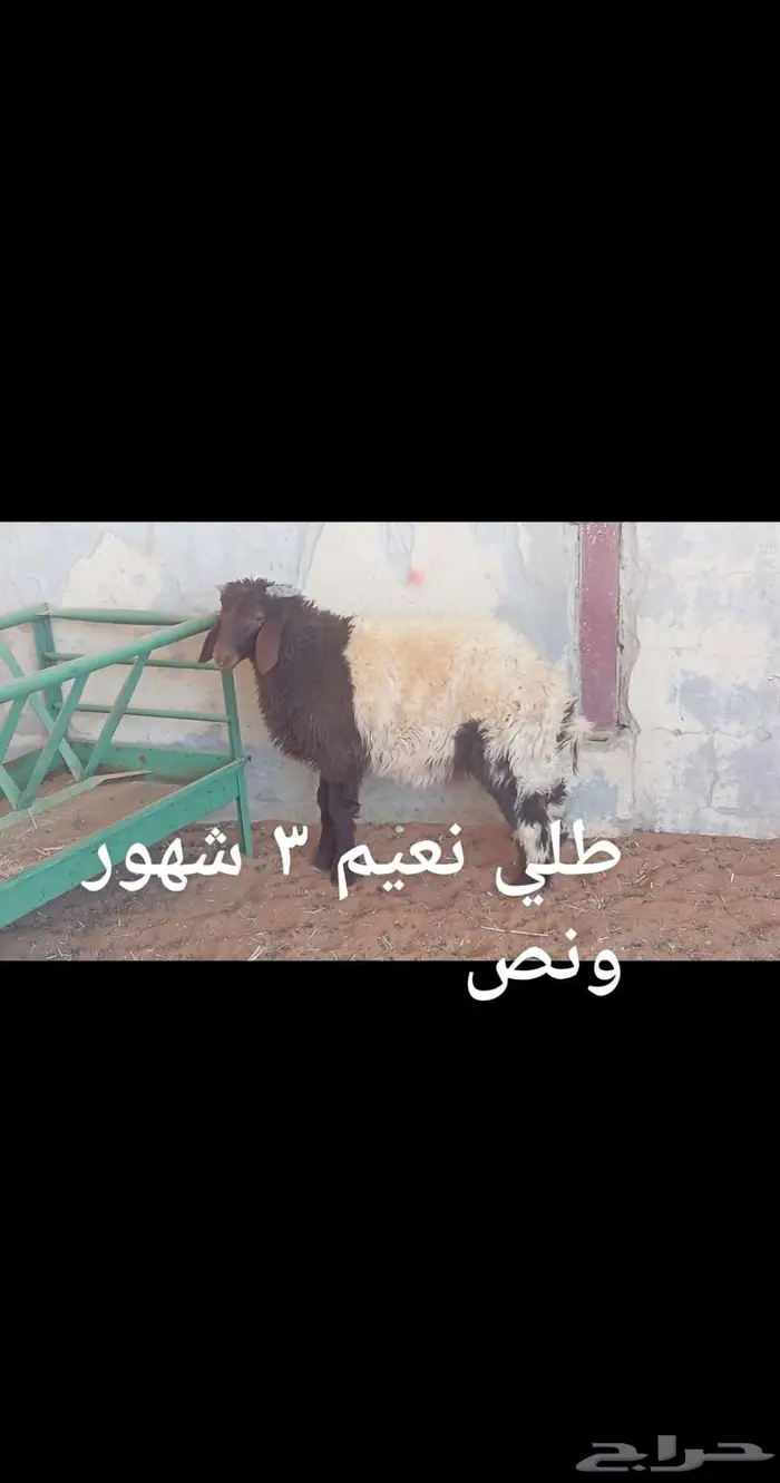 ذبايح .. ثلاجه.. متوفر تمارا 5