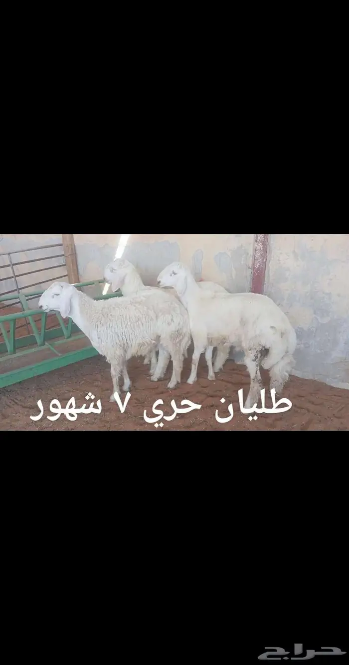 ذبايح .. ثلاجه.. متوفر تمارا 6