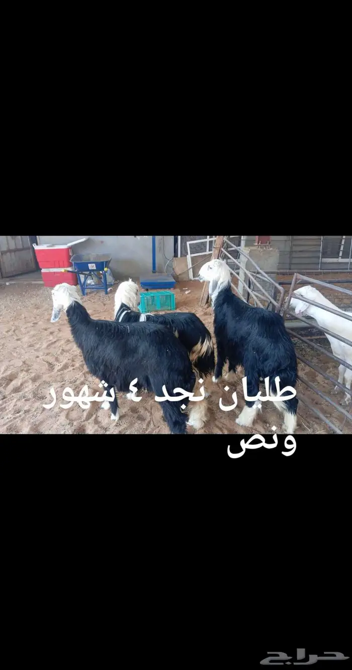 ذبايح .. ثلاجه.. متوفر تمارا 1