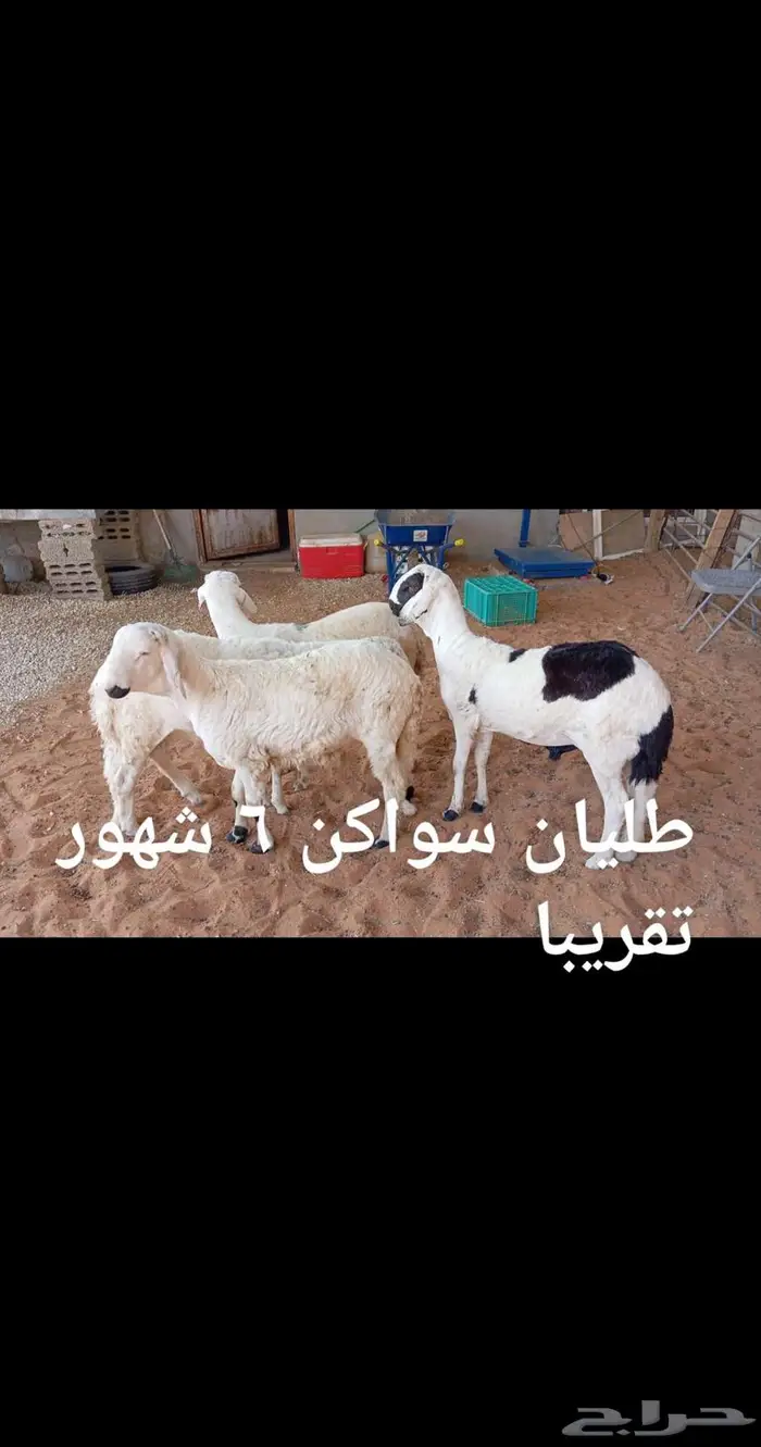 ذبايح .. ثلاجه.. متوفر تمارا 2