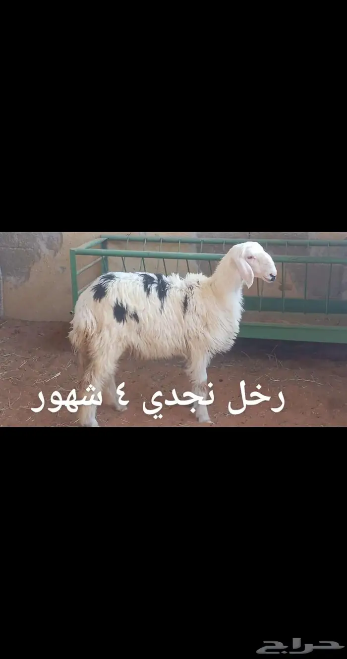 ذبايح .. ثلاجه.. متوفر تمارا 0