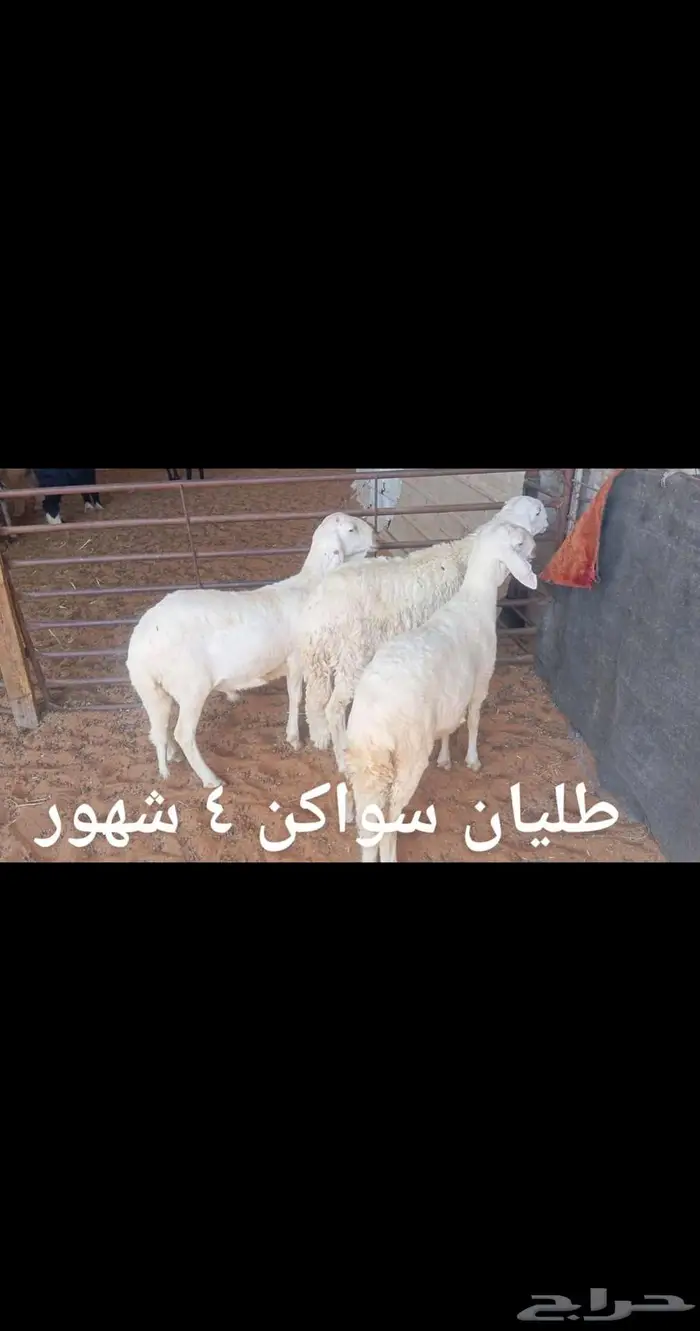 ذبايح .. ثلاجه.. متوفر تمارا 7