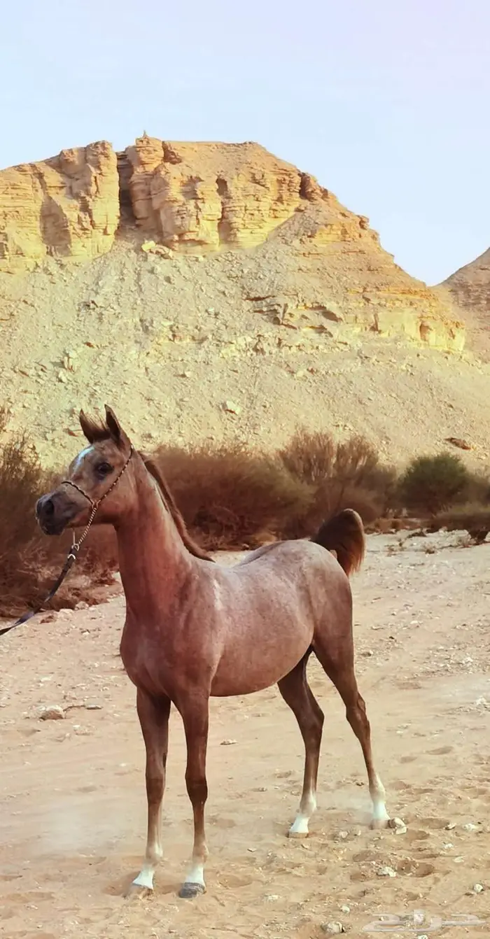 مهرة فاخرة خط جمال 0