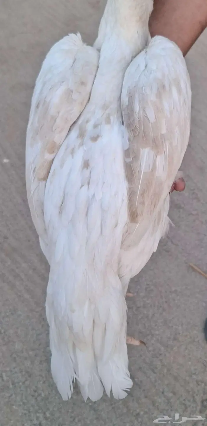 دجاجه سندي 1