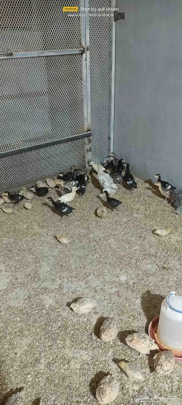 فروخ دجاج رومي العمر شهر 3