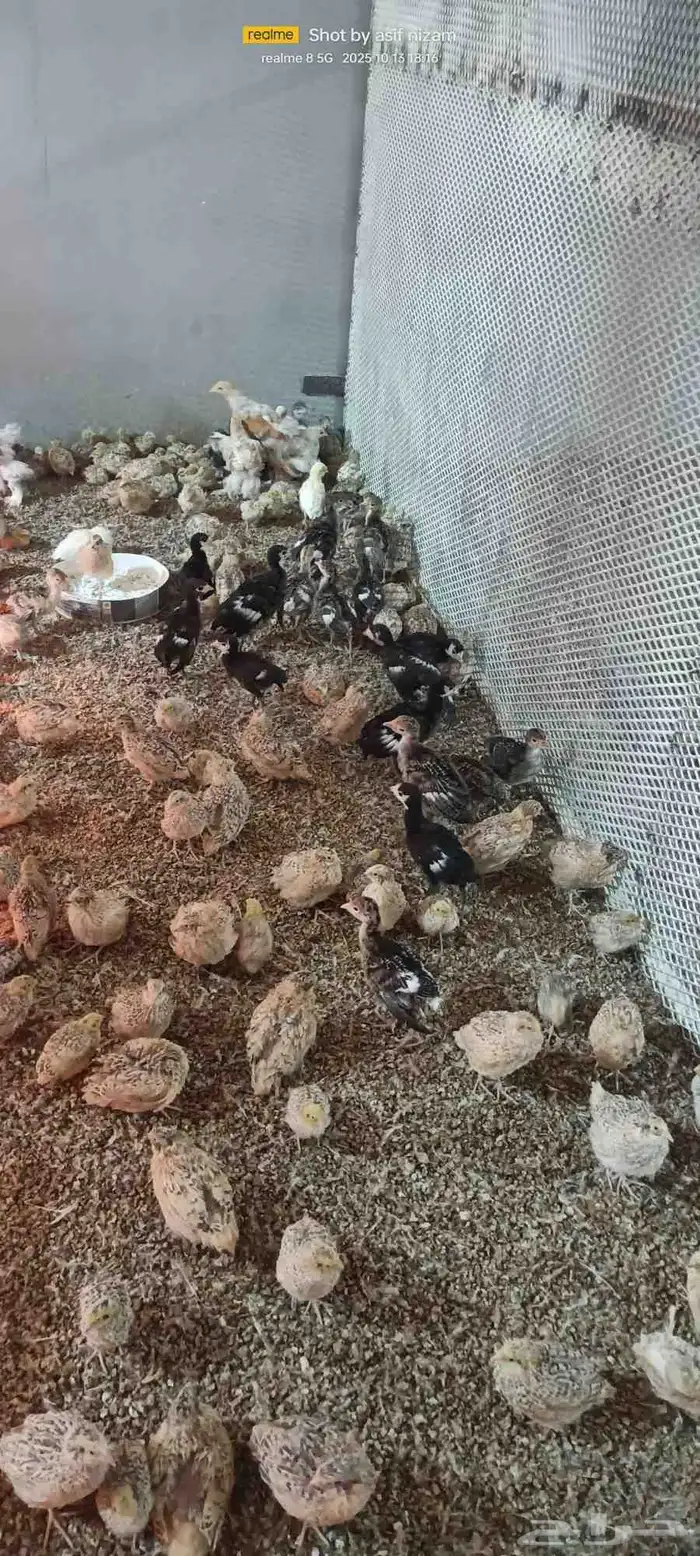 فروخ دجاج رومي العمر شهر 1