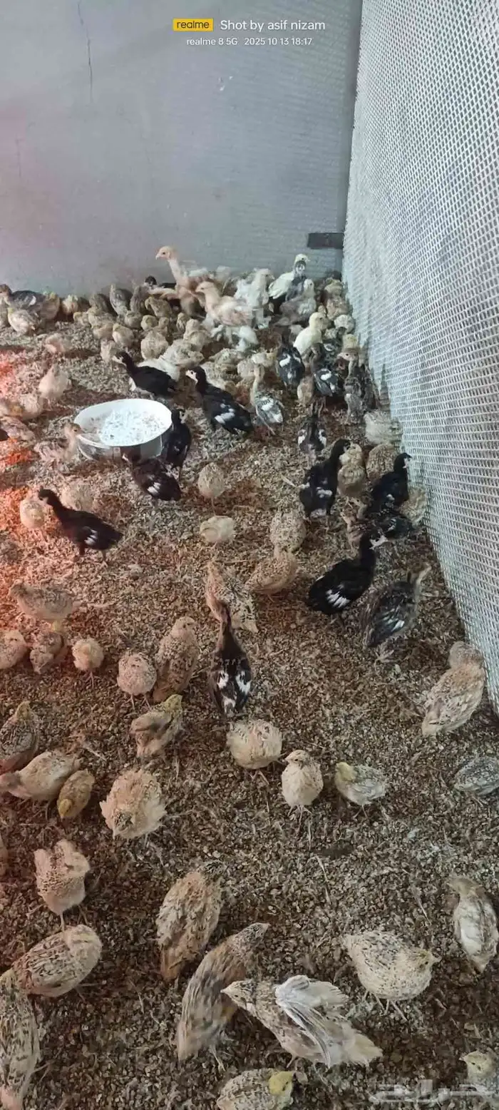 فروخ دجاج رومي العمر شهر 2