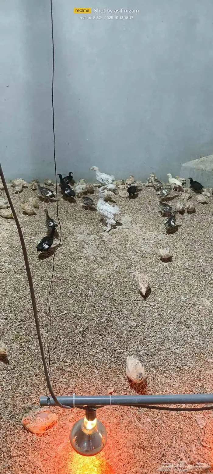 فروخ دجاج رومي العمر شهر 4