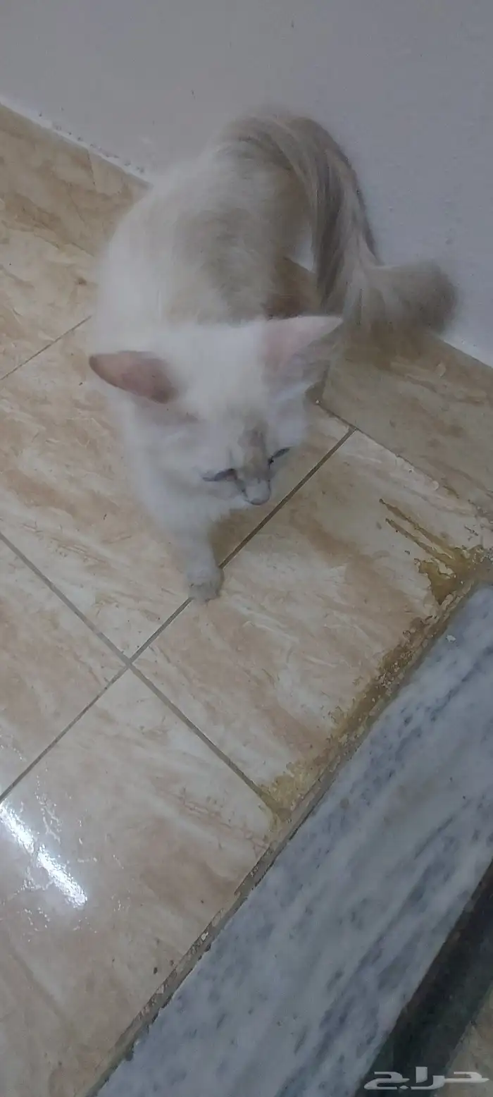 قطط هملايا للتبني 2