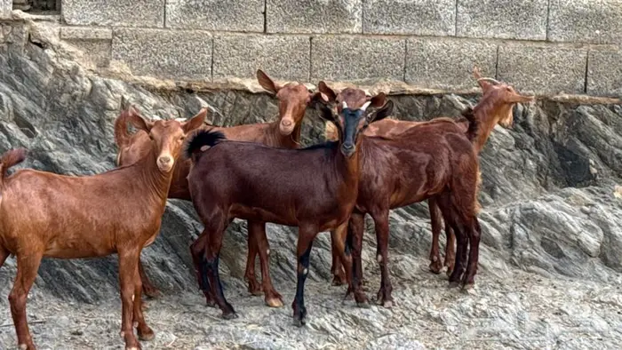 معزا دهم جذعات 5 تم البيع 12