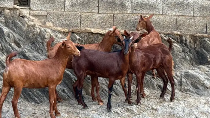 معزا دهم جذعات 5 تم البيع 9