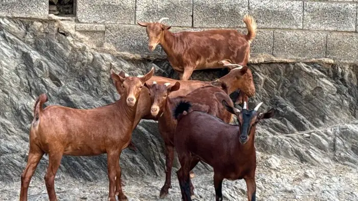 معزا دهم جذعات 5 تم البيع 4