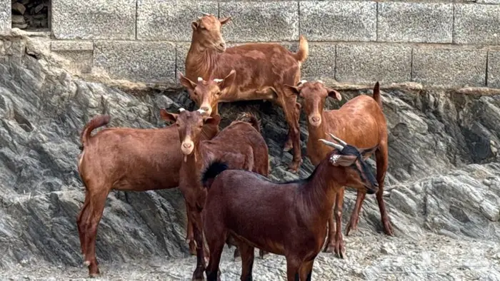 معزا دهم جذعات 5 تم البيع 3