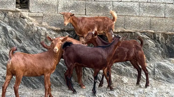 معزا دهم جذعات 5 تم البيع 0