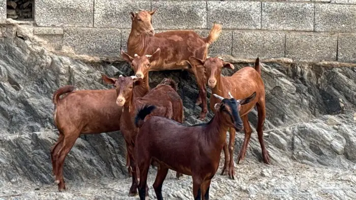 معزا دهم جذعات 5 تم البيع 2