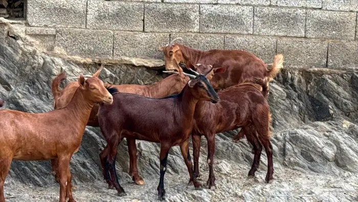 معزا دهم جذعات 5 تم البيع 8