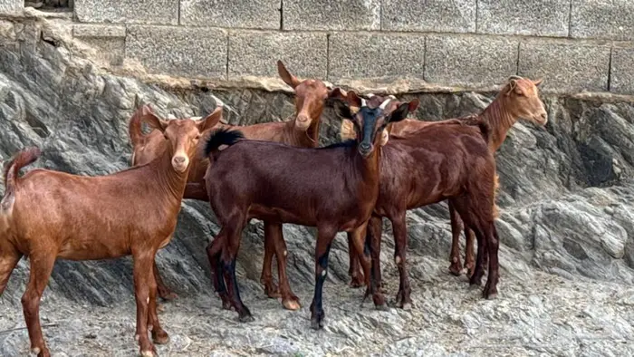 معزا دهم جذعات 5 تم البيع 7