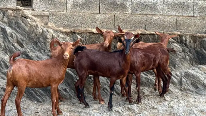 معزا دهم جذعات 5 تم البيع 11