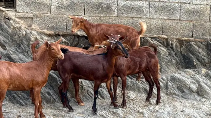 معزا دهم جذعات 5 تم البيع 5