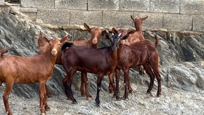 معزا دهم جذعات 5 تم البيع 10