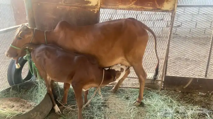 بقرة بكر بحسيلتها 0