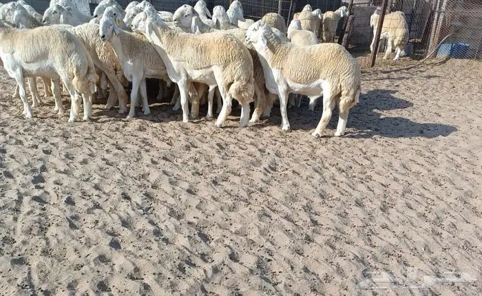 26 جذعان فواخر من الصياد في أملج -الحد موجود 2