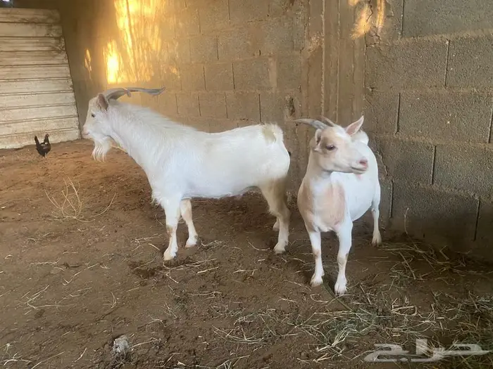 للبيع جوز ماعز قزم 0