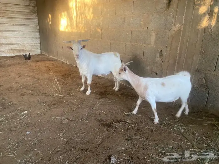 للبيع جوز ماعز قزم 1