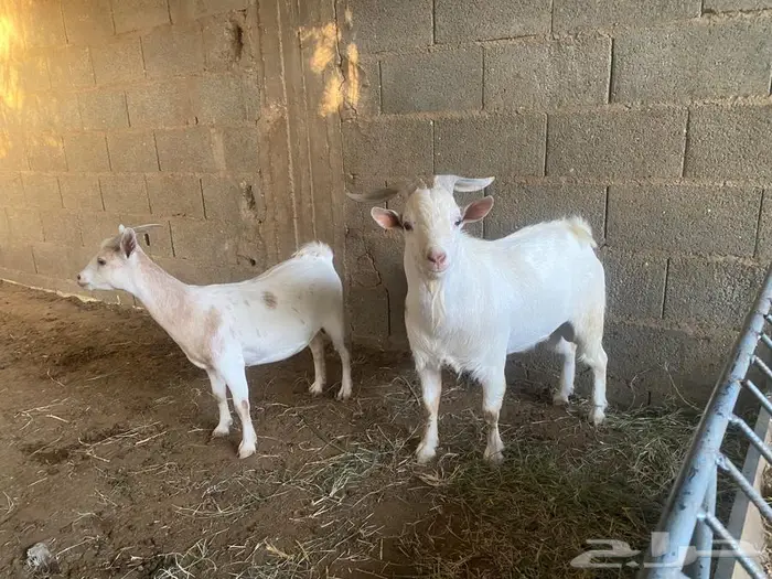 للبيع جوز ماعز قزم 2