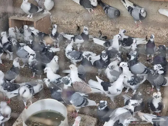 حمام للبيع 0
