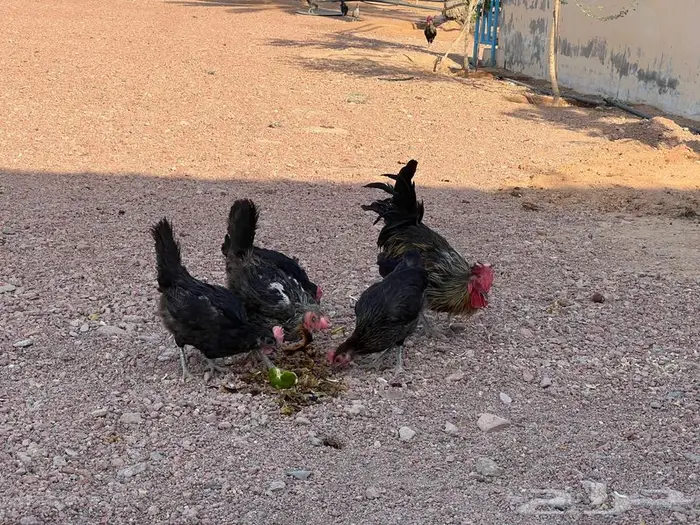 ديك بلدي فخم لون اسود 1