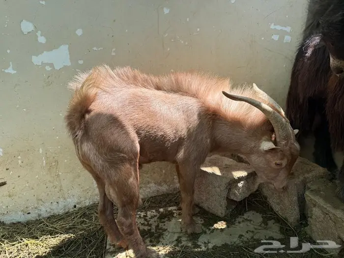 ماعز قزمي فحل ممتاز ماشاءالله تبارك الله 2