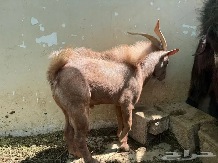 ماعز قزمي فحل ممتاز ماشاءالله تبارك الله 1
