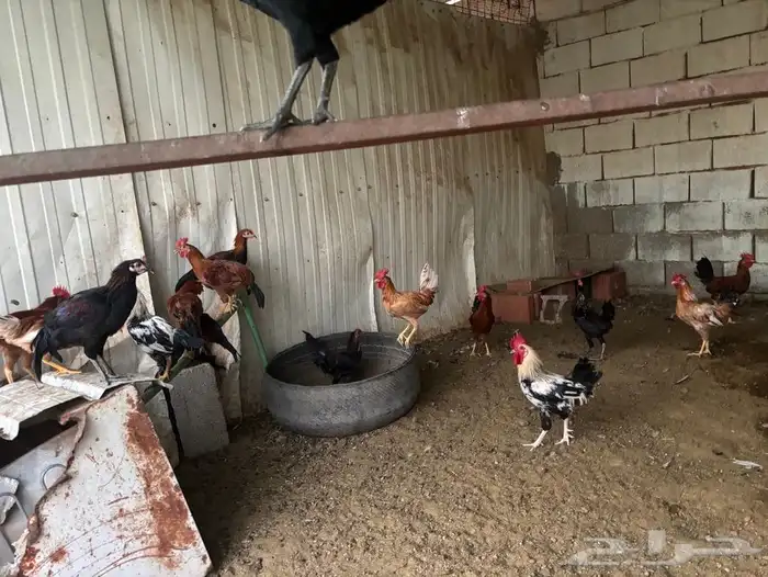 للبيع ديكة عمر 4 شهور تقريبا 1