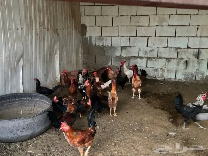 للبيع ديكة عمر 4 شهور تقريبا 0